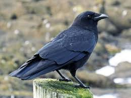 American-Crow-(AMCR)-Generic-Image.png