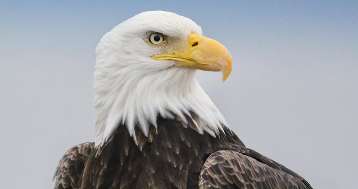 Bald-Eagle-Generic-Image.png