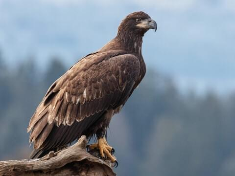 Bald-Eagle-Juvenile-(BAEA)-Generic-Image.png