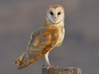 Barn-Owl-(BANO)-Genetic-Image.png