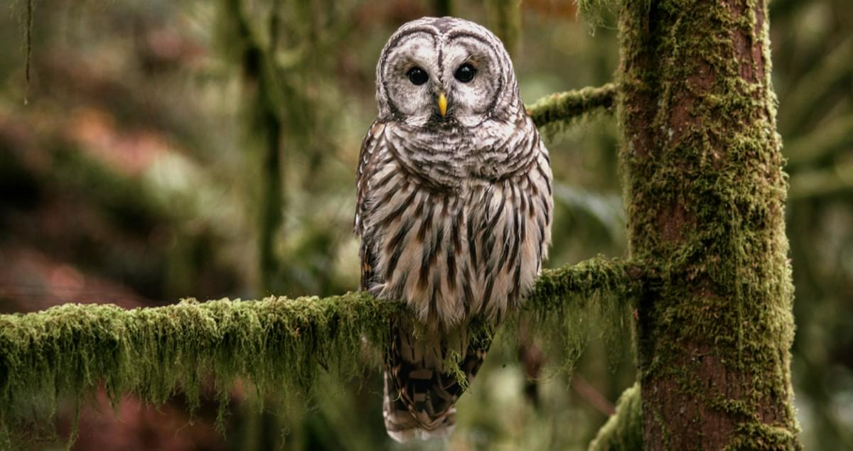 Barred-Owl-(BDOW)-Generic-Image.png