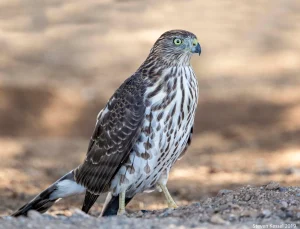 Cooper's-Hawk-(COHA)-Generic-Image.png