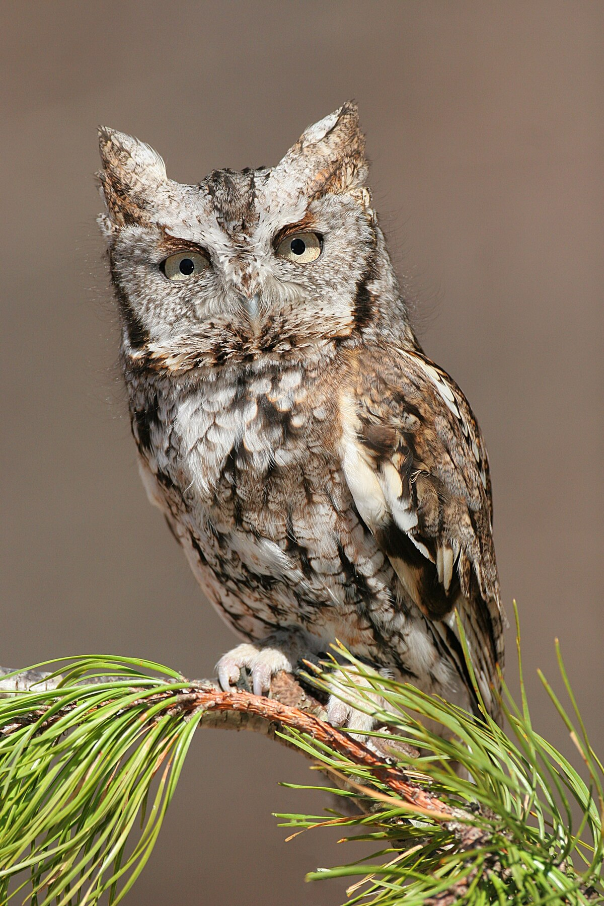 Eastern-Screech-Owl-(EASO)-Generic-Image.png