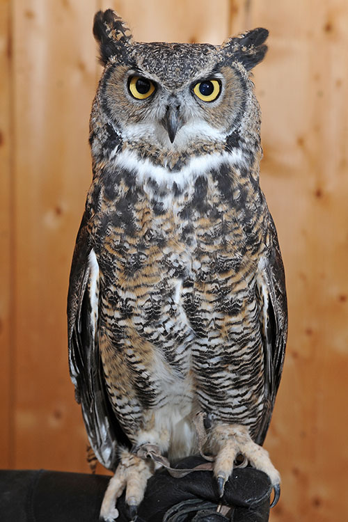 Great-Horned-Owl-(GHOW)-Generic-Image.png