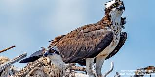 Osprey-(OSPR)-Generic-Image.png