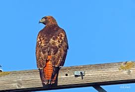 Red-Tailed-Hawk-(RTHA)-Generic-Image.png