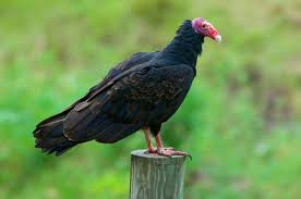 Turkey-Vulture-Pic.png